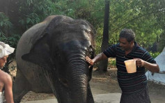 心痛母象被炸死  印度男捐2.5萬米土地供大象容身    