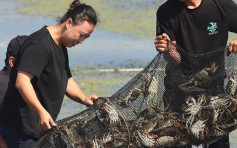 陽澄湖大閘蟹收成料超1萬噸 蟹農笑指今年大豐收