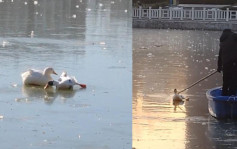 河南高校鴨子被凍人工湖冰面 老師划船破冰解救