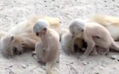 【心酸】猴子妈妈触电死亡 幼猴徘徊抚摸尸首试图唤醒