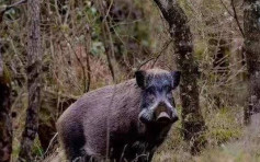 內地野豬泛濫遭獵殺 官媒：懲處須探究法律與人情的平衡