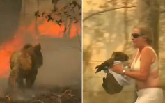 树熊身陷火场 澳洲女子奋勇脱衣包裹救出