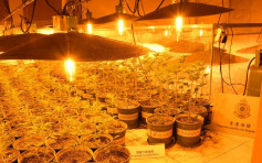 海关元朗独立屋捣大麻种植场 检7000万大麻历年最大宗