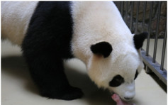 成都大熊猫诞下龙凤双胞胎　3母子平安健康
