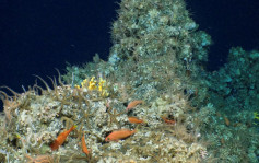 地球大喜讯│厄瓜多尔海床发现新品种珊瑚 绵延长达2公里