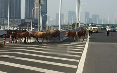 溫州高速公路驚現牛群「散步」 車輛避讓阻意外生
