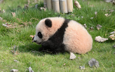 22年內6隻大熊貓身亡　上海野生動物園認獸醫臨床經驗不足