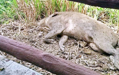 西貢大藍湖野豬屍體現非洲豬瘟 本地豬場未受影響