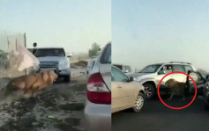 科威特狮子马路上休息吓亲司机 警初步相信有富豪违法饲养