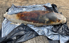 成年江豚擱淺蒲台島對出海面 屍體嚴重腐爛