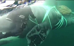 4米长须鲸遭渔网缠住 智利潜水员勇救脱险