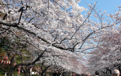 【游人注意】日本樱花预测 东京率先盛开九州南部或稍迟