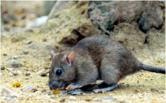 【米奇绝路】食环下周小区灭鼠 加强检控违例丢垃圾