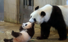 大熊猫「香香」东京现身 游客迫爆得2分钟一睹风采