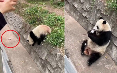 大熊貓撿遊客掉落飲料喝 廣州動物園：密切留意其身體狀況