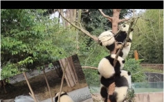 【有片】水池放水誤當洪水來襲　熊貓寶寶爬樹保命