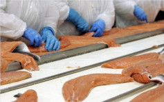 寄生蟲致產量減　三文魚售價再飆升
