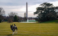 拜登两爱犬「冠军」及「少校」正式搬入白宫