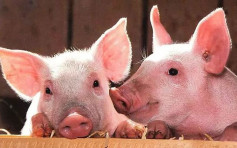 日科學家成功培育基因改造豬 供人類器官移植