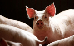 中国禁止入口瑞典猪产品 防猪瘟传入