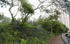 【卡努袭港】22人风暴期间受伤 80宗塌树报告