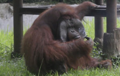 【有片】印尼动物园猩猩吸二手烟头 惹公愤促加强教育游客