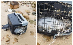 兩日兩宗 南丫島沙灘發現兩膠籠藏12具貓狗屍