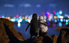 拍下两丧偶企鹅互相安慰感人画面 德摄影师获奖