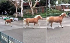 【有片】马匹屯门马路惊险奔驰 骑术学校职员安抚带走 　