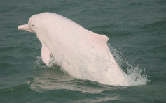 白海豚急跌27%　僅錄得47條破最低紀錄