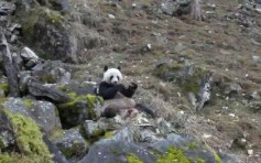 陕西巡护员拍到罕见一幕 大熊猫啃食羚牛骨头