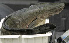 亞洲「蛇頭魚」入侵美國危本土物種    官方下格殺令斬草除根