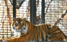 美动物园苏门答腊虎袭人 女员工受伤送院