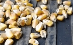 吉林大安粮库竞拍玉米有大量被虫咬过 回应：正喷药灭虫