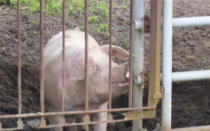 冲绳相隔33年再现猪瘟 扑杀包括「阿古猪」1746只