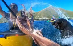 【Go Pro片】纽西兰摄影师玩独木舟 无辜被海豹叼章鱼「打脸」