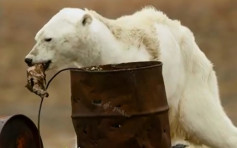 【有片】垃圾桶摷食物 北极熊「皮包骨」濒死