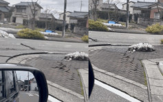 日本能登7.6级地震｜强震下奇景 行人路竟如波浪浮动 2天前数千乌鸦盘旋