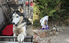 与雪橇狗失散4年 热心网民助主人寻回爱犬