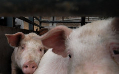 【非洲豬瘟】至今累計撲殺91.6萬隻豬 農業農村部：沒有流行蔓延