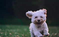 捷克研究：狗只可闻出新冠病毒 准确率达95%