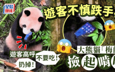 游客手机掉落被大熊猫梅兰啃咬 熊猫谷：已带回做身体检查