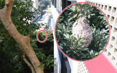 跑馬地山坡發現蜂巢 如大樹菠蘿掛樹上
