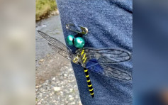 日网民分享「驱蚊神器」随身戴著钓鱼一整天没被蚊叮
