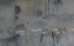 亞馬遜雨林大火危害環保 H&M停購巴西皮革