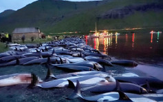 捕猎季节开锣法罗群岛1400条海豚被杀 保育团体愤怒