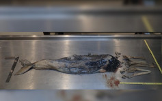 大屿山分流西湾发现中华白海豚尸体 今年第20宗