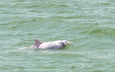 渔护署监察报告指 中华白海豚数目17年内少八成
