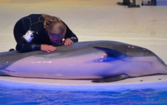 瑞典40歲老海豚猝死  原來動物園做錯一事致鯁死