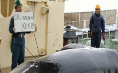 日本在國際會議上提議恢復商業捕鯨 遭美澳強烈反對